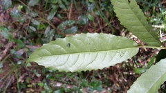 Homalium