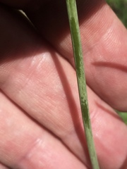 Delphinium treleasei