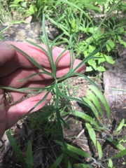 Delphinium treleasei