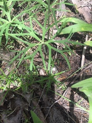Delphinium treleasei