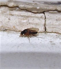 Dohrniphora