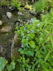 Viola affinis