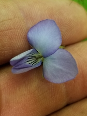 Viola affinis