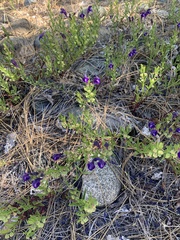 Scutellaria tuberosa