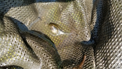 Hyla intermedia perrini