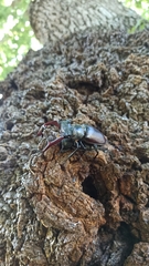 Lucanus cervus
