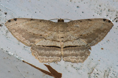 Calletaera postvittata