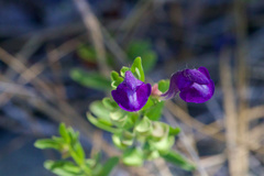 Scutellaria tuberosa