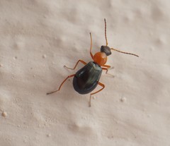 Hypebaeus nodipennis