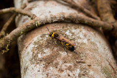 Eriotremex formosanus