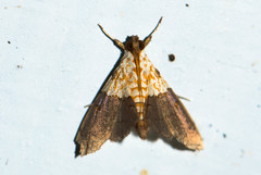 Agrotera basinotata