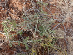 Polygala ephedroides