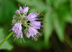 Hydrophyllum virginianum