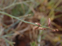 Polygala ephedroides