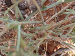 Polygala ephedroides