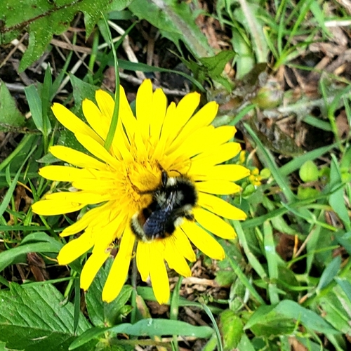 Vancouver Bumble Bee photo 6