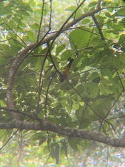 Melanochlora sultanea