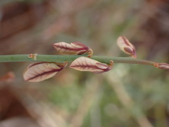Polygala ephedroides
