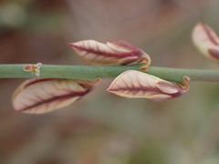 Polygala ephedroides