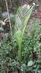 Ravenea madagascariensis