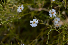 Jamesbrittenia integerrima