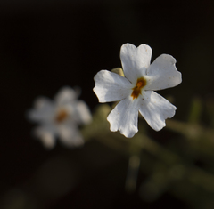 Jamesbrittenia integerrima