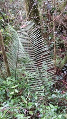 Ravenea madagascariensis