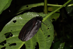 Megaloblatta blaberoides