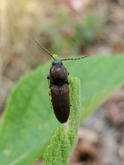 Melanotus clandestinus