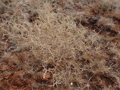 Melolobium candicans