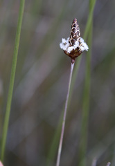 Ecdeiocolea monostachya