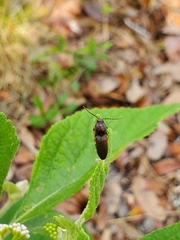 Melanotus clandestinus