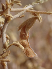 Melolobium candicans
