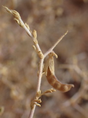 Melolobium candicans
