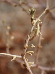 Melolobium candicans