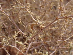 Melolobium candicans