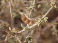 Melolobium candicans