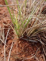Eragrostis echinochloidea