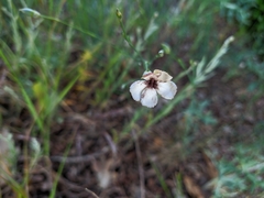 Dianthus marschallii