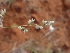 Eragrostis echinochloidea