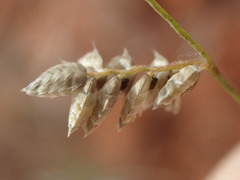 Eragrostis echinochloidea