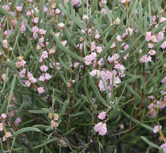 Hakea erecta