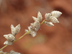 Eragrostis echinochloidea