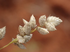 Eragrostis echinochloidea