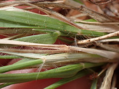 Eragrostis echinochloidea