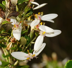 Olearia myrsinoides