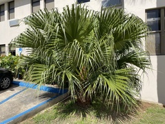 Livistona chinensis