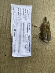 Seiurus aurocapilla