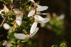 Olearia myrsinoides
