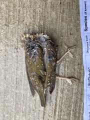 Seiurus aurocapilla